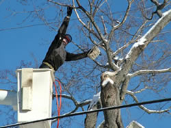 Residential Tree Removal