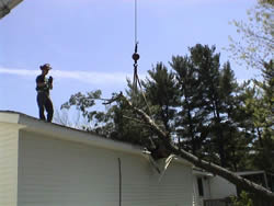 Aftermath of a windstorm