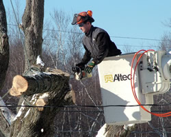 Maine Tree and Landscape bucket truck